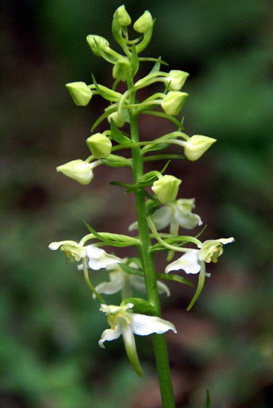 Unser Orchideenpark Bild Nr.070